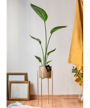 Starliçe Ayaklı Saksıda 140 -150 cm
